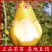 太婆梨苗嫁接果树苗香蕉梨苗贵妃梨五九香梨苗基地直销