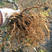 赤焰软枣猕猴桃苗精品嫁接猕猴桃苗品种纯正