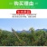【一件代发】广西武鸣沃柑支持各大电商平台代发