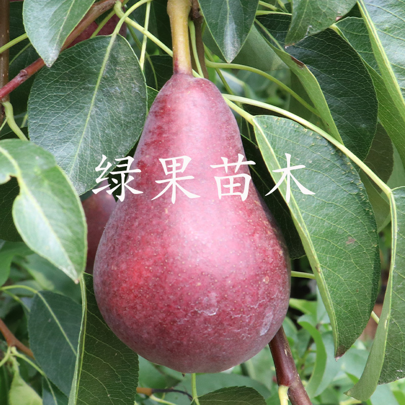 正宗嫁接红啤梨树苗红啤梨子苗基地直销提供技术指导