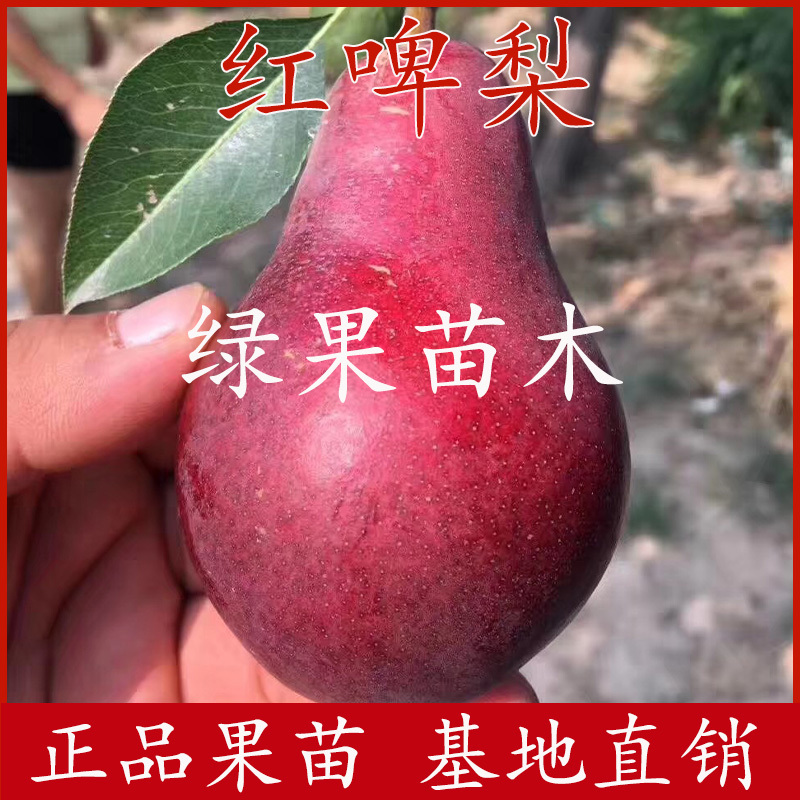 正宗嫁接红啤梨树苗红啤梨子苗基地直销提供技术指导