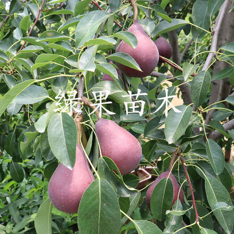 正宗嫁接红啤梨树苗红啤梨子苗基地直销提供技术指导