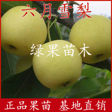早熟梨苗黄金水晶梨六月雪梨苗嫁接梨树苗南北方种植