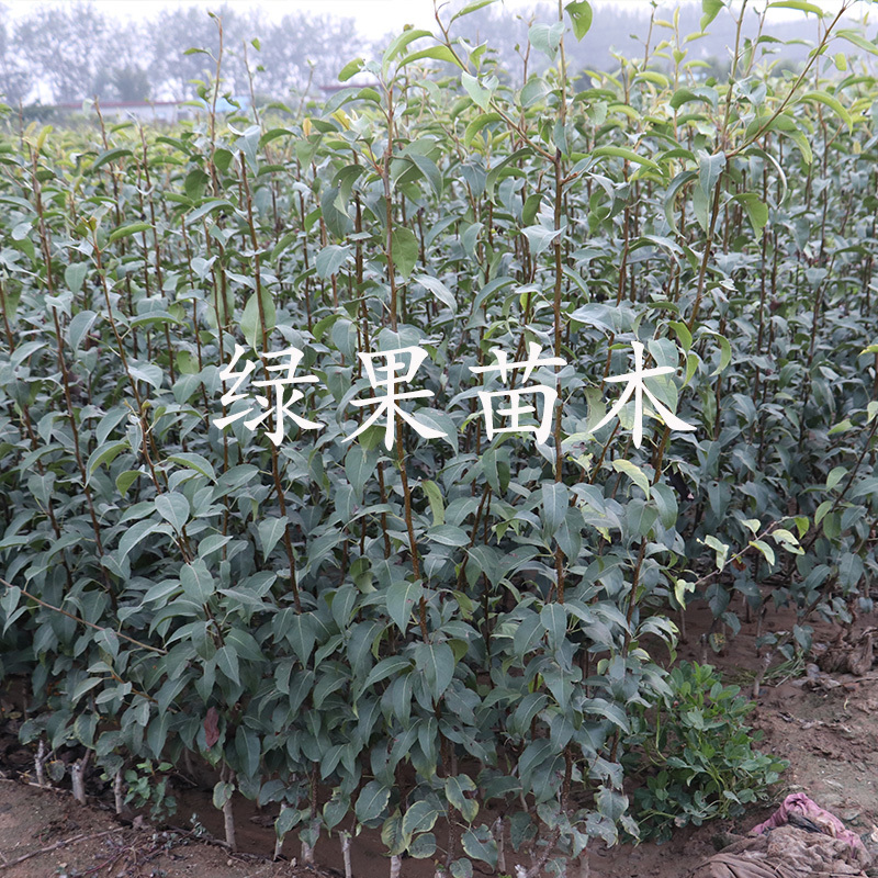 梨树苗玉露香梨苗脆甜无渣口感好基地直销包成活
