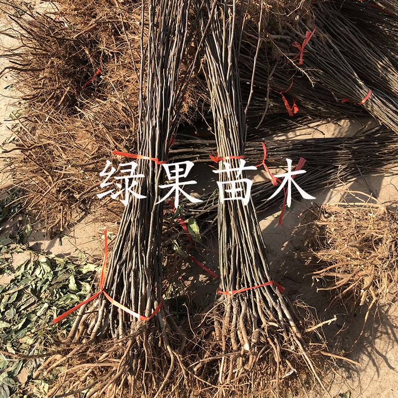 梨树苗玉露香梨苗脆甜无渣口感好基地直销包成活