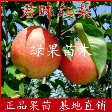 新品种红梨苗嫁接苗君睐红梨树苗南北方种植基地直销