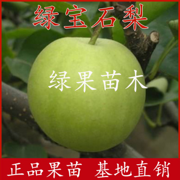 绿宝石梨苗嫁接梨树苗苹果梨苗中梨一号南北方种植