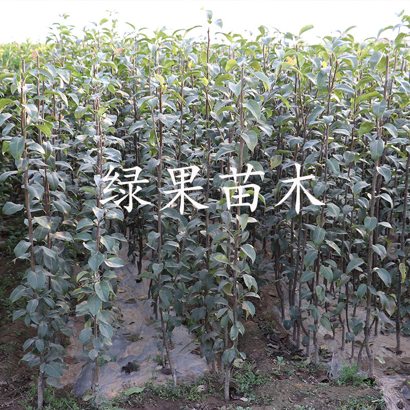 绿宝石梨苗嫁接梨树苗苹果梨苗中梨一号南北方种植