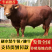【货到付款】种牛利木赞山东基地养殖直发货发全国