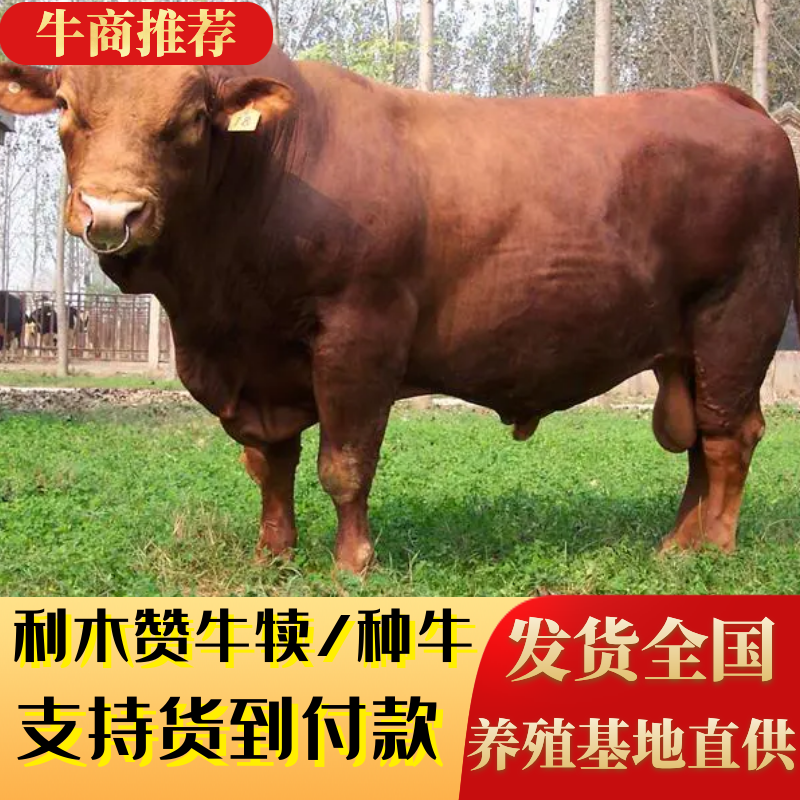【货到付款】种牛利木赞山东基地养殖直发货发全国