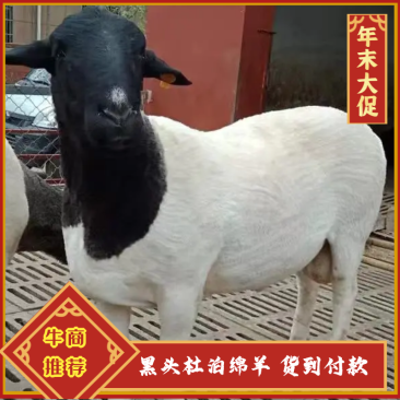 【精选】杜泊绵羊黑头杜泊羊货到付款报销来回车费货发全国