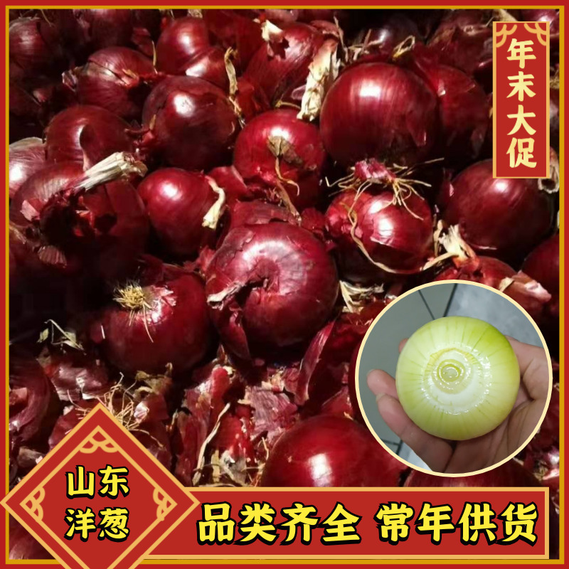 【全年供货】紫皮洋葱硬度好，耐放，主供市场，电商