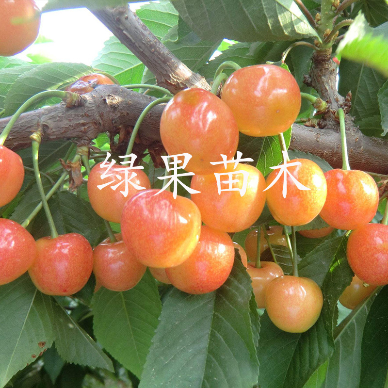 黄蜜樱桃苗黄水晶大樱桃树苗南北方种植当年结果包品种