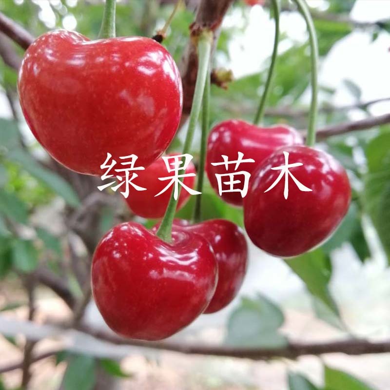 齐早樱桃苗早熟大樱桃基地直销品质保证提供技术指导