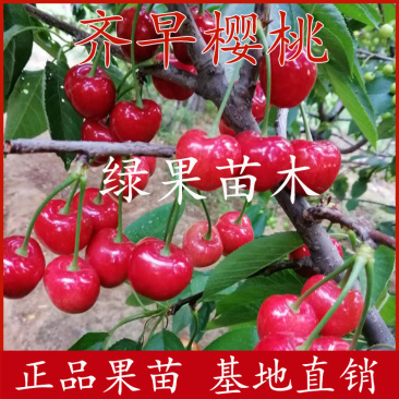 齐早樱桃苗早熟大樱桃基地直销品质保证提供技术指导