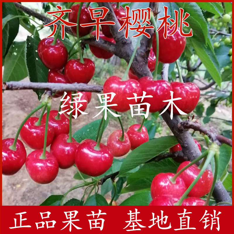 齐早樱桃苗早熟大樱桃基地直销品质保证提供技术指导