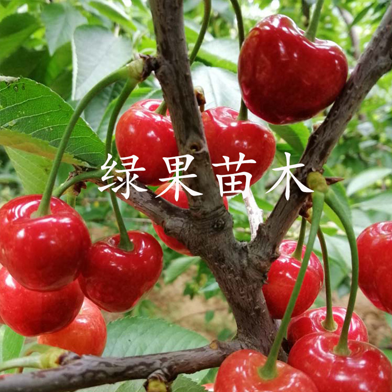 齐早樱桃苗早熟大樱桃基地直销品质保证提供技术指导