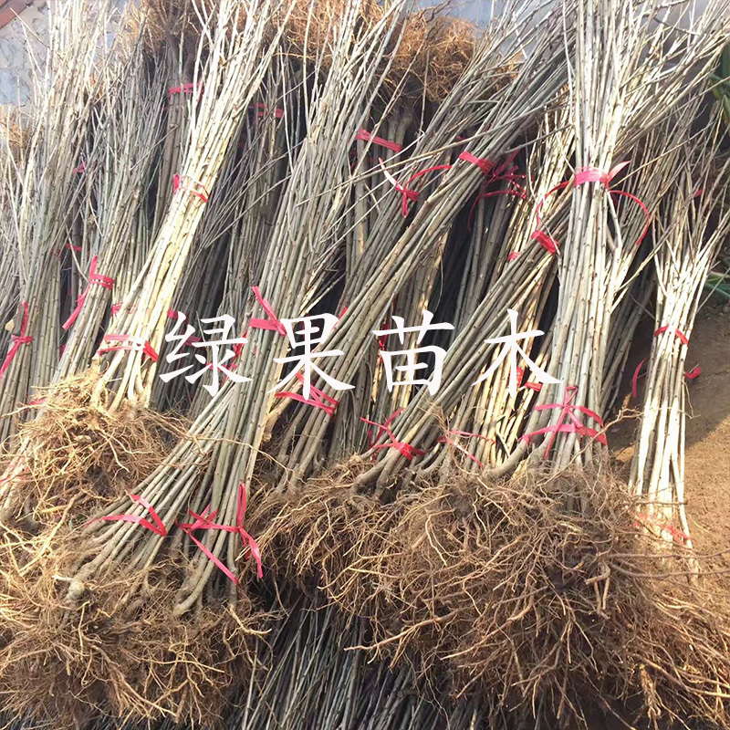 齐早樱桃苗早熟大樱桃基地直销品质保证提供技术指导