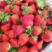 【新鲜】江苏草莓甜查理妙香【品种齐全】保质保量欢迎咨询