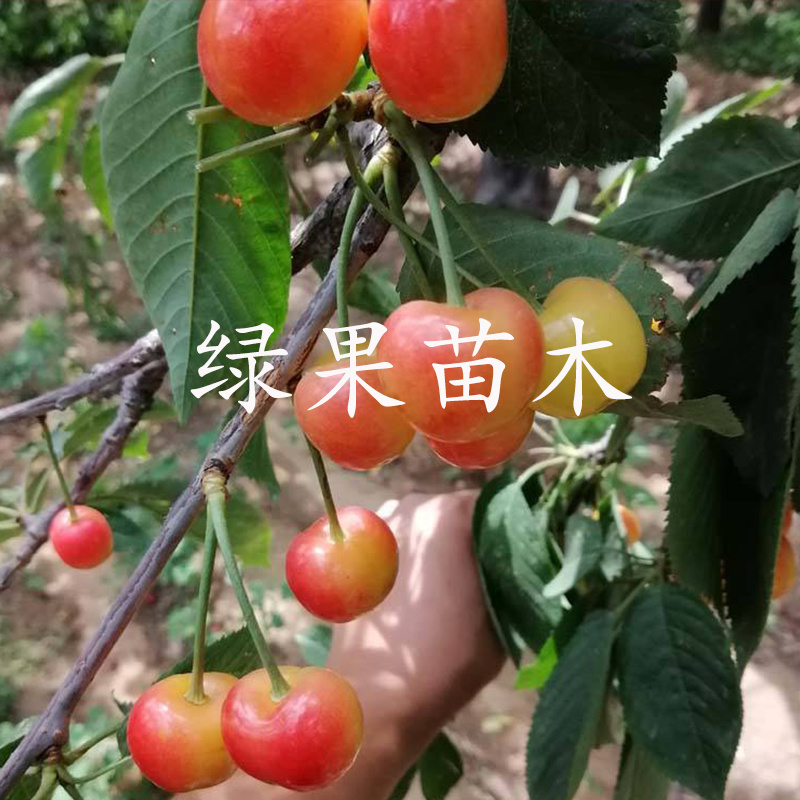 樱桃苗智利雷尼黄金车厘子樱桃树苗基地直销品质保证