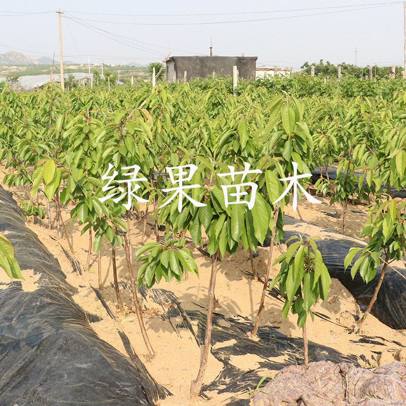 樱桃苗智利雷尼黄金车厘子樱桃树苗基地直销品质保证