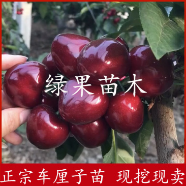 矮化樱桃苗美早黑珍珠俄罗斯8号大樱桃苗品种保证