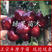 矮化樱桃苗美早黑珍珠俄罗斯8号大樱桃苗品种保证