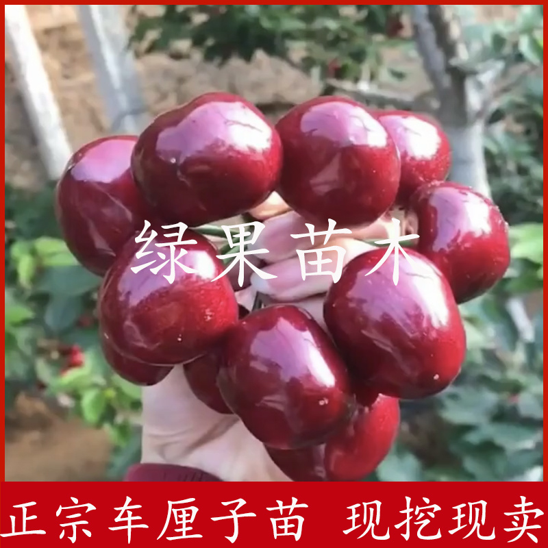 矮化樱桃苗美早黑珍珠俄罗斯8号大樱桃苗品种保证