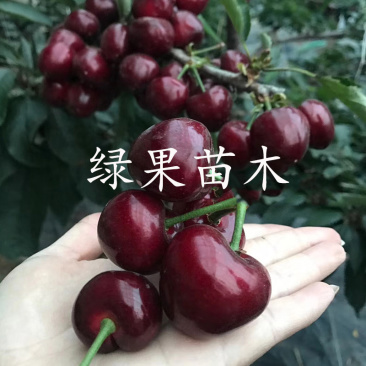 樱桃苗车厘子树苗美早樱桃苗新品种当年结果