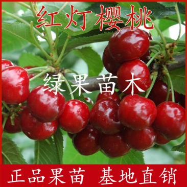 红灯樱桃苗嫁接苗吉塞拉大樱桃苗基地直销包品种包邮