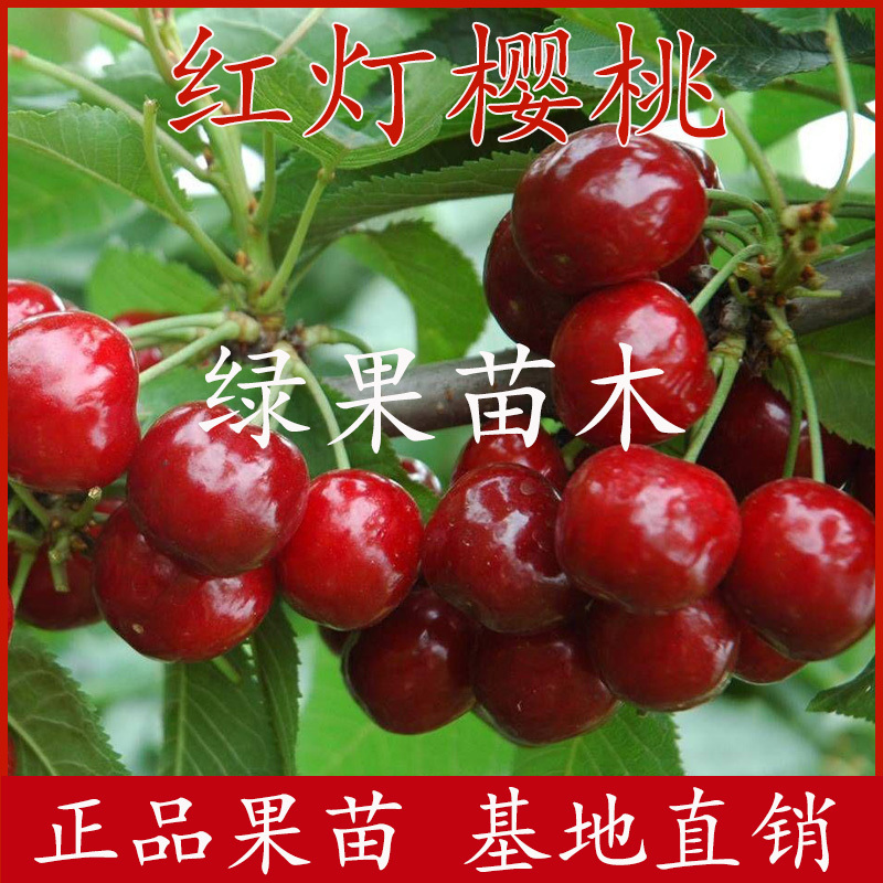 红灯樱桃苗嫁接苗吉塞拉大樱桃苗基地直销包品种包邮