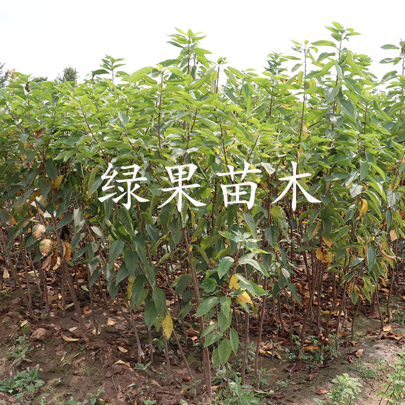 拉宾斯樱桃苗嫁接大樱桃苗基地直销包保证提供技术指导