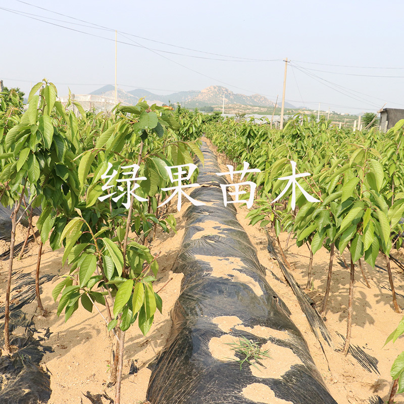 拉宾斯樱桃苗嫁接大樱桃苗基地直销包保证提供技术指导