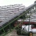 伸筋草产地直供可搭配多品种采购大货联系客服