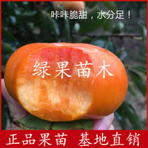 日本脆甜柿子苗富有甜柿苗嫁接柿子树苗基地直销包邮