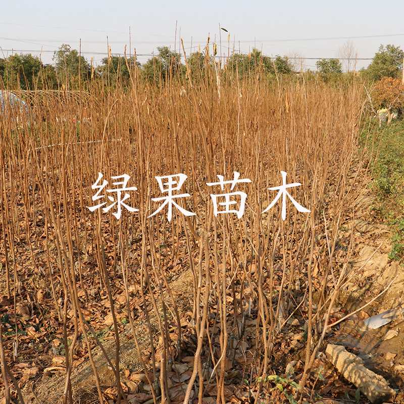 日本脆甜柿子苗富有甜柿苗嫁接柿子树苗基地直销包邮