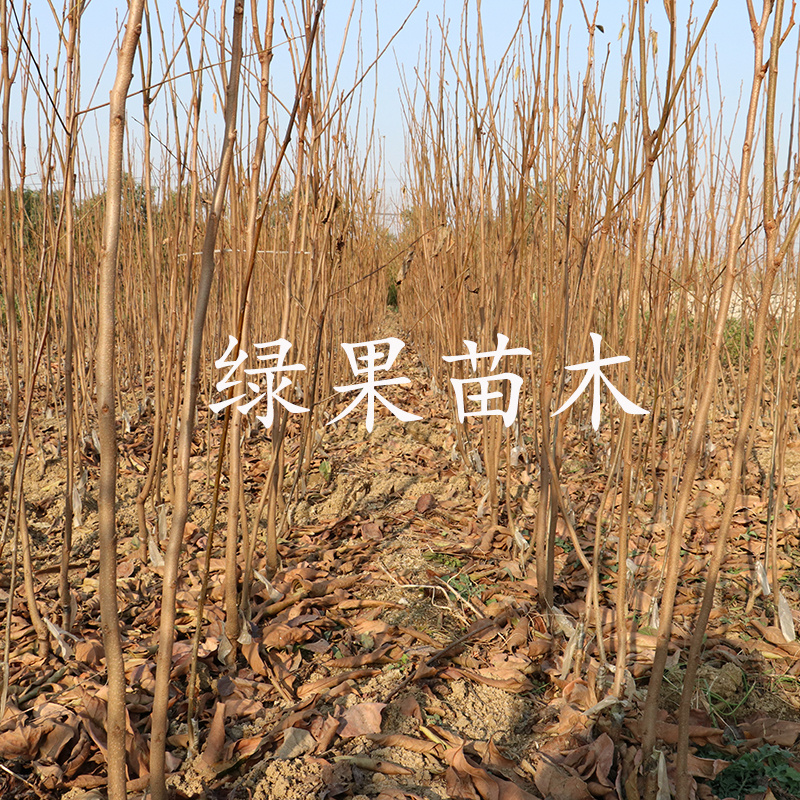 日本脆甜柿子苗富有甜柿苗嫁接柿子树苗基地直销包邮