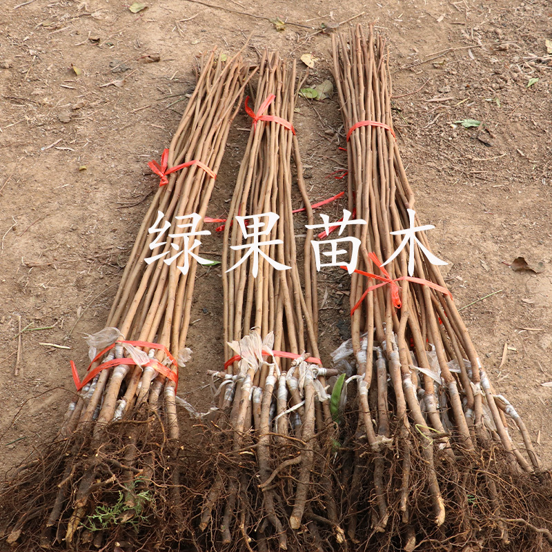 日本脆甜柿子苗富有甜柿苗嫁接柿子树苗基地直销包邮