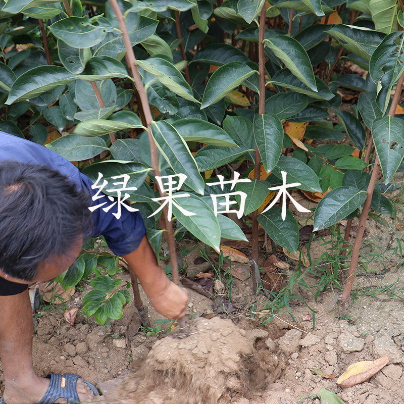 火晶柿子苗嫁接苗甜度高南北方均可种植现挖现卖