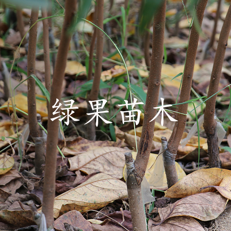 火晶柿子苗嫁接苗甜度高南北方均可种植现挖现卖