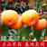 日本脆甜柿子苗次郎柿苗基地直销包品种提供技术指导