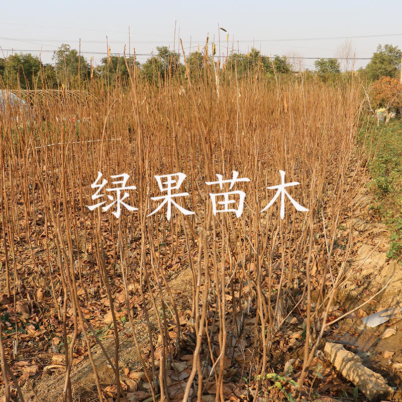 日本脆甜柿子苗次郎柿苗基地直销包品种提供技术指导