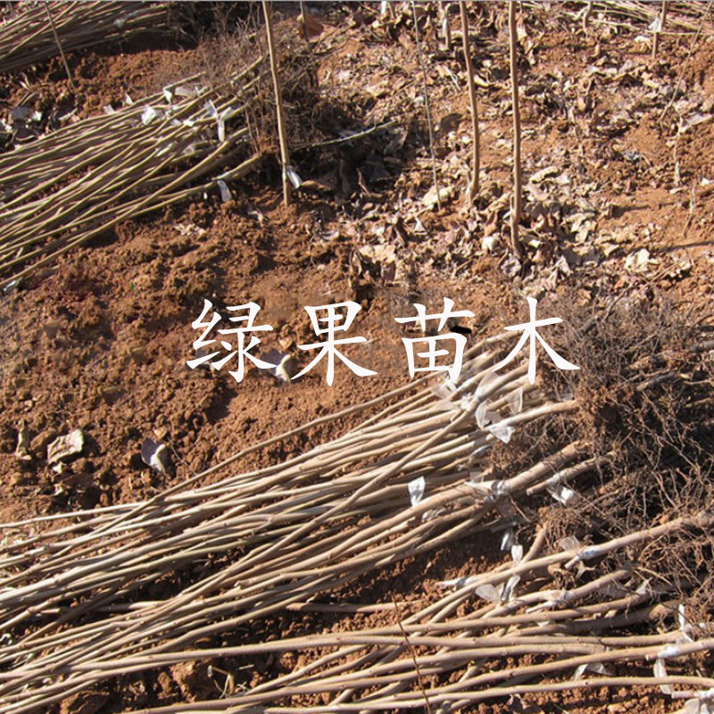日本脆甜柿子苗次郎柿苗基地直销包品种提供技术指导