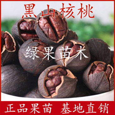 美国黑山核桃苗小胡桃黑珍珠香核桃树苗