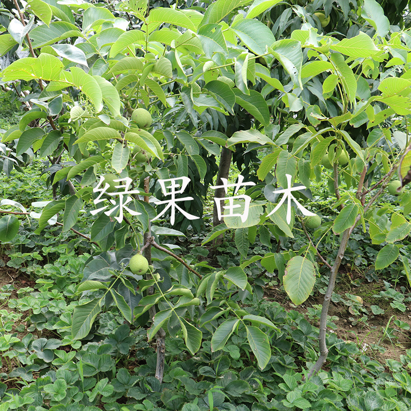 优质核桃苗8518薄皮核桃苗辽核1号香玲果苗基地直销