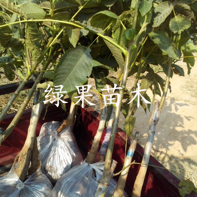 优质核桃苗8518薄皮核桃苗辽核1号香玲果苗基地直销