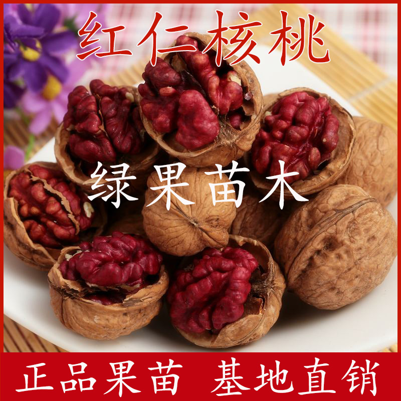 红仁核桃苗8518香玲垂玲6薄皮核桃基地直销