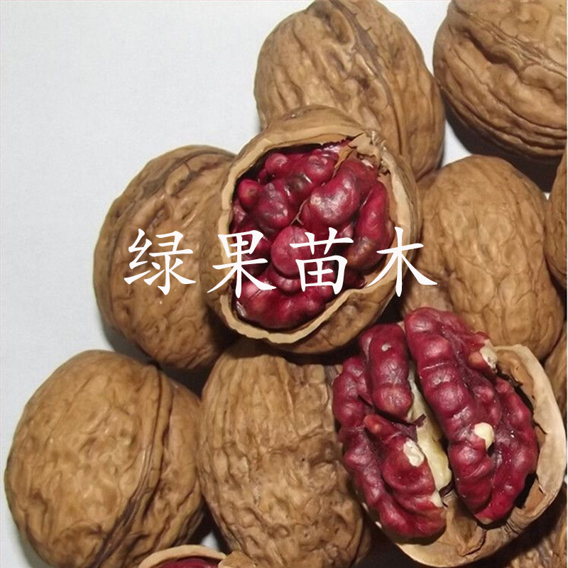 红仁核桃苗8518香玲垂玲6薄皮核桃基地直销