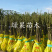 红仁核桃苗8518香玲垂玲6薄皮核桃基地直销
