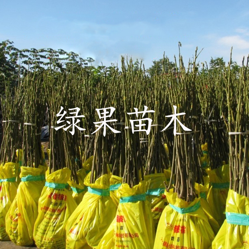 红仁核桃苗8518香玲垂玲6薄皮核桃基地直销